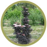 Sambucus nigra 'Laced Up' Elderberry