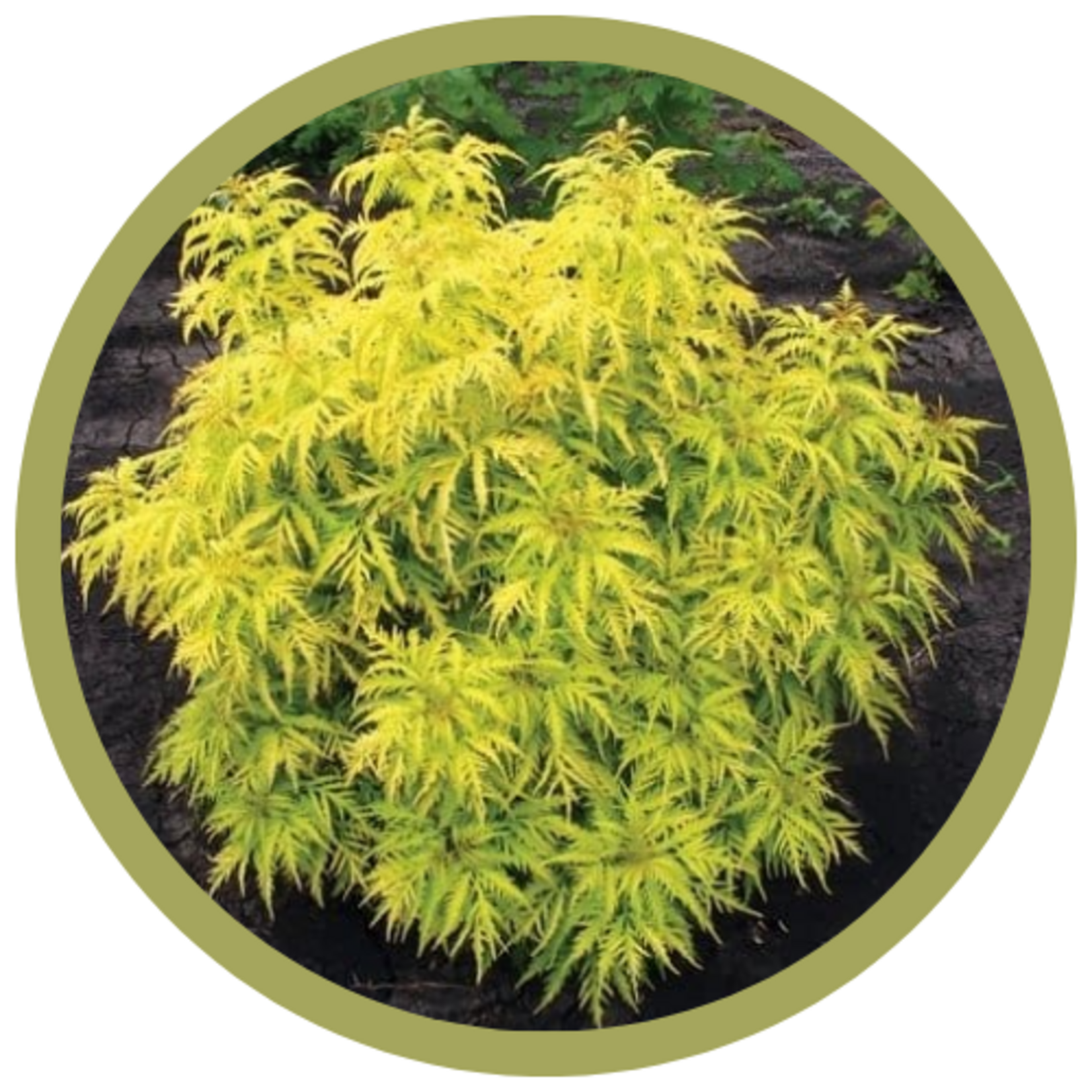 Sambucus racemosa 'Morden Golden Glow' Elder