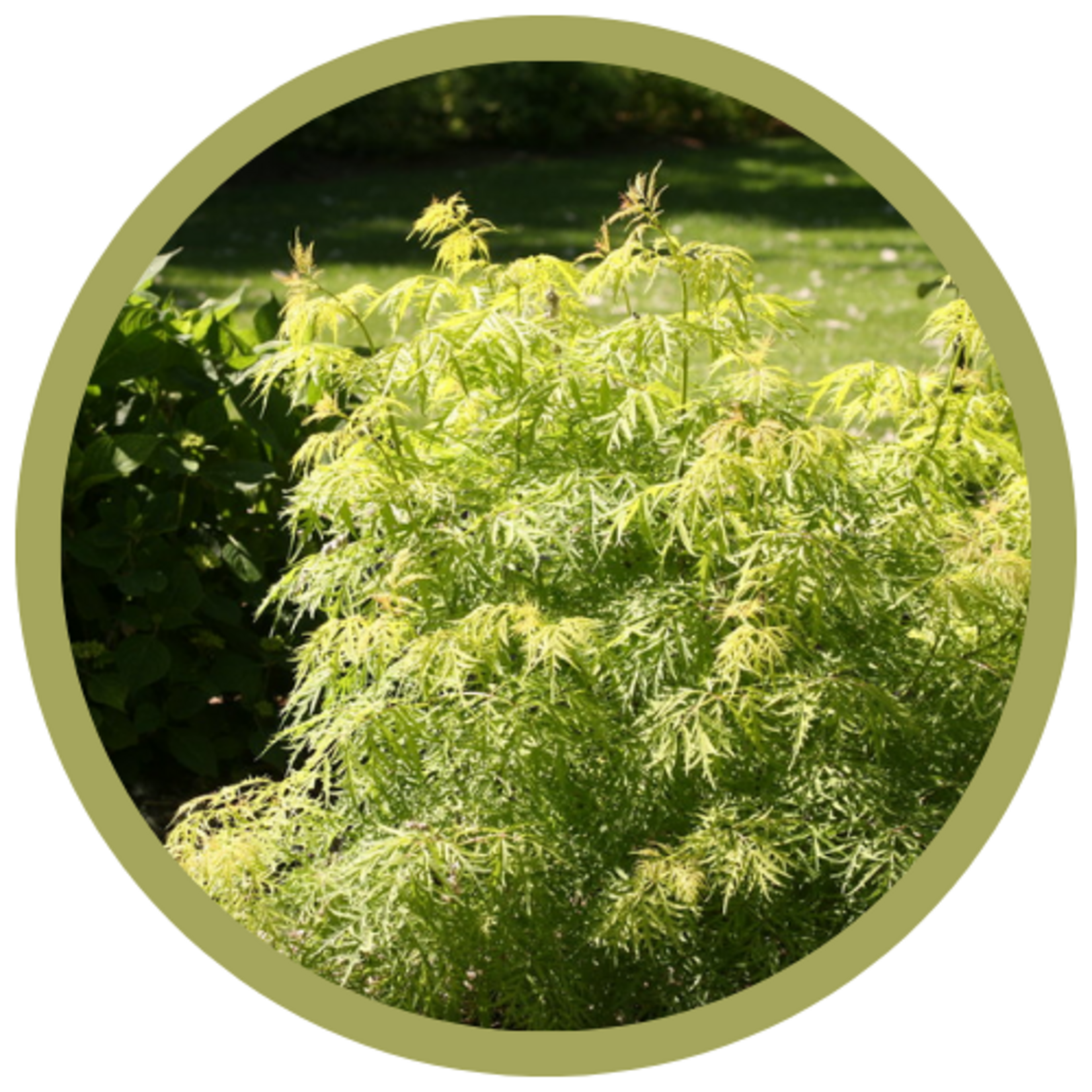 Sambucus racemosa 'SMNSRD4' Lemony Lace Elderberry