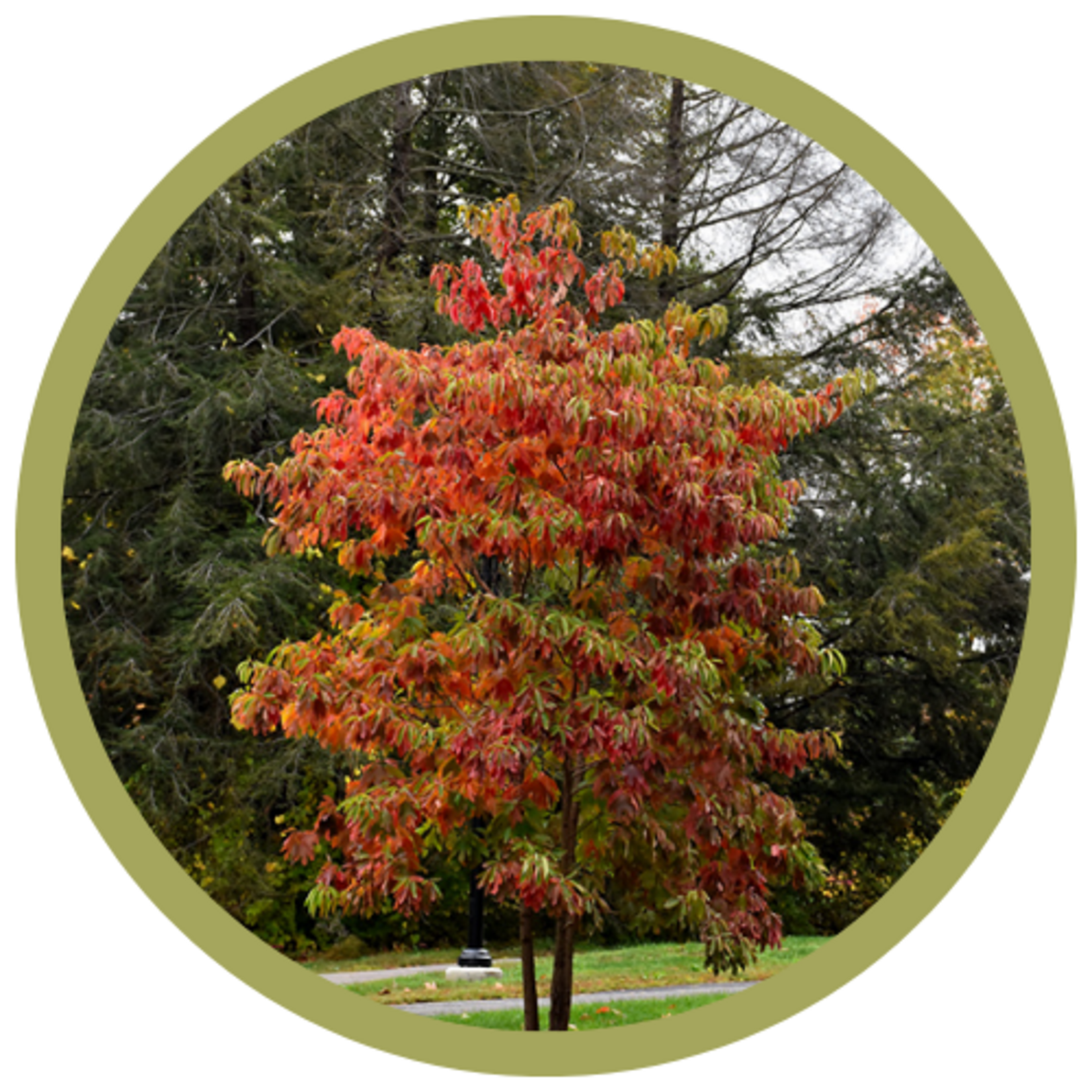 Sassafras albidum 'Elsa'