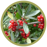 Shepherdia argentea Buffaloberry