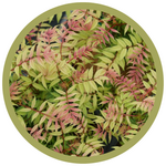 Sorbaria sorbifolia 'Mr Mustard' False Spirea