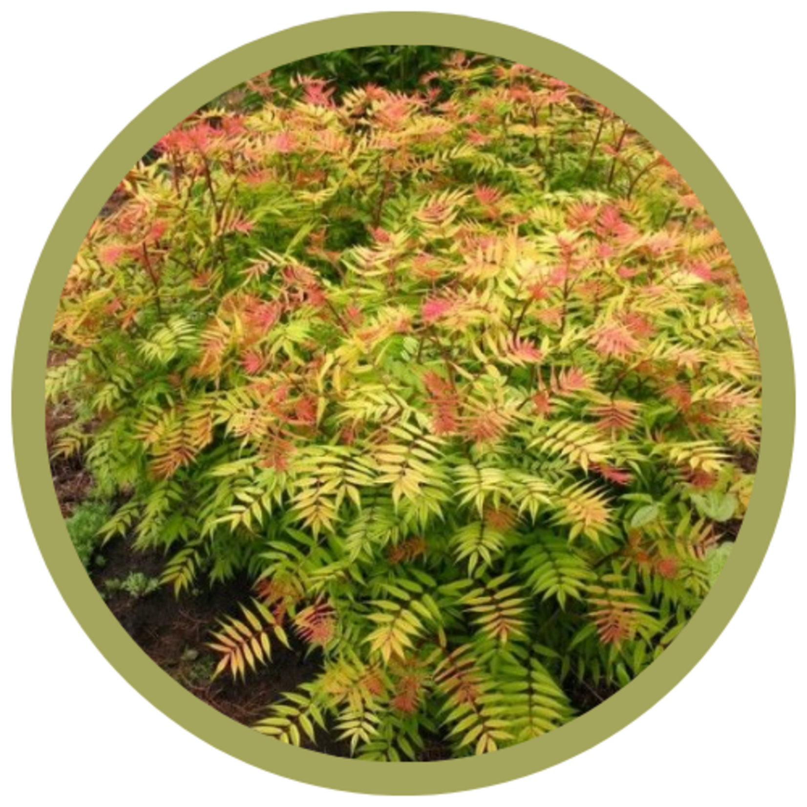 Sorbaria sorbifolia 'Sem' False Spirea