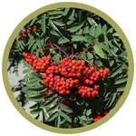 Sorbus aucuparia 'Black Hawk' Mountain Ash