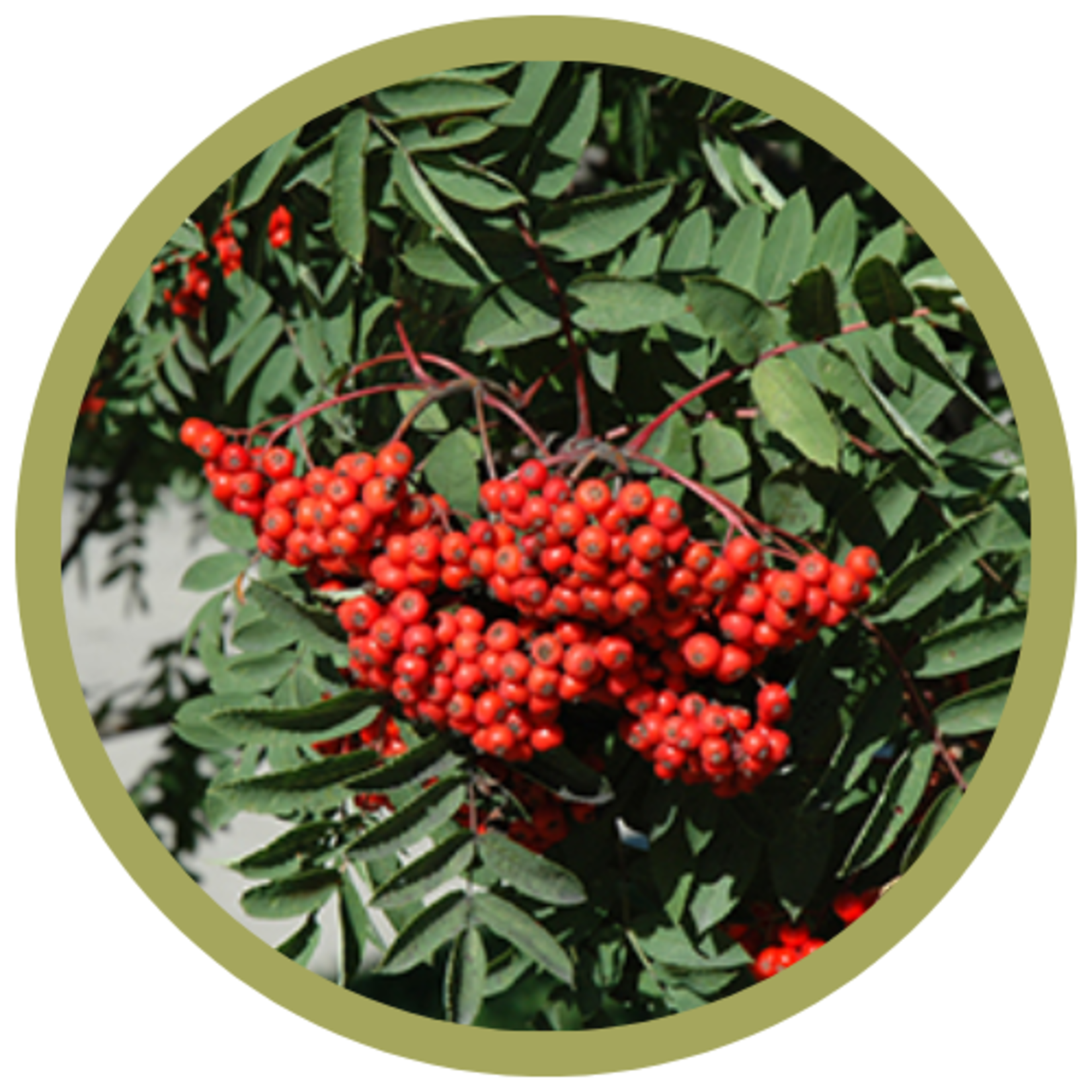 Sorbus aucuparia 'Black Hawk' Mountain Ash