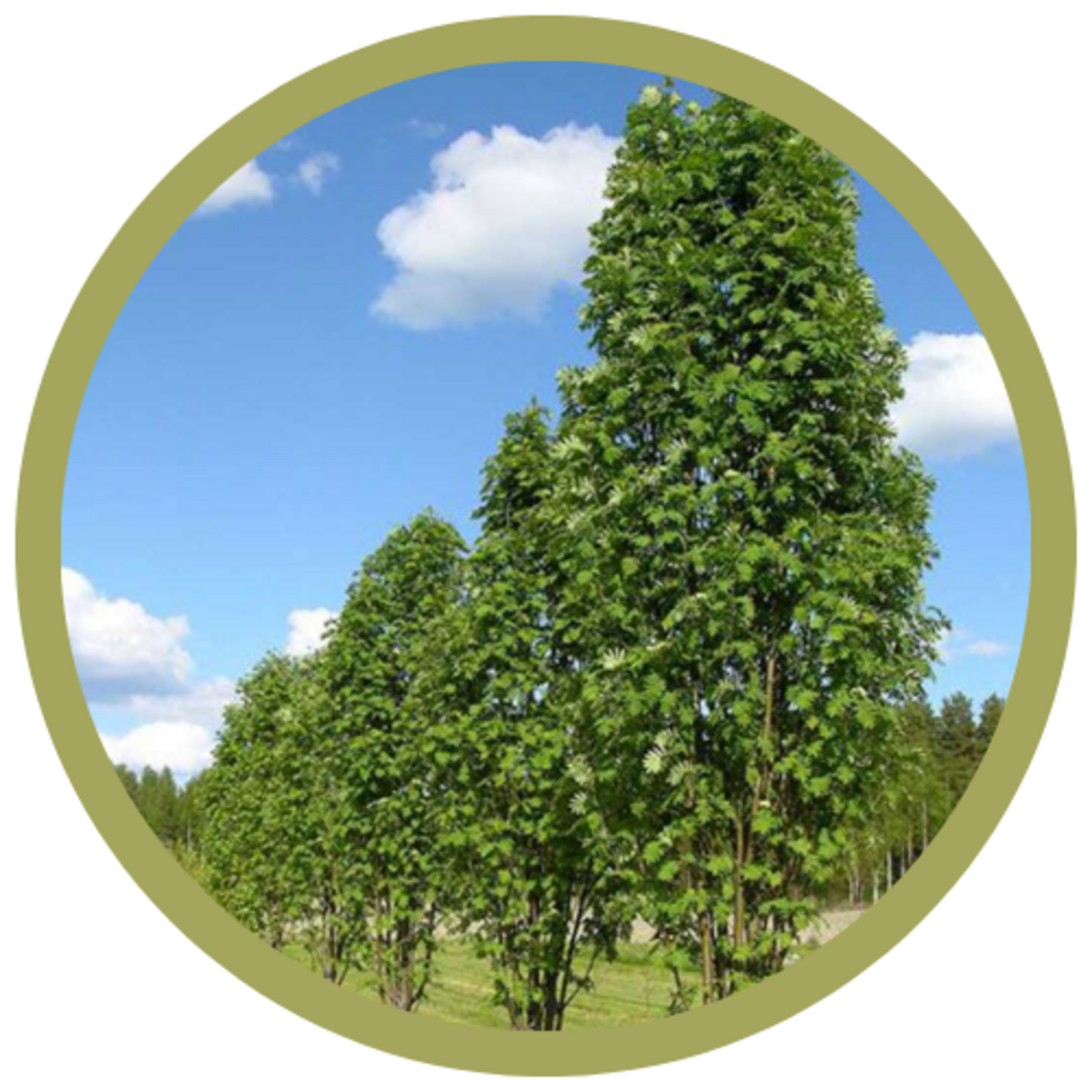 Sorbus decora 'Pyramidal' Mountain Ash