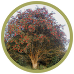 Sorbus decora Showy Mountain Ash