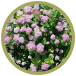 Spiraea betulifolia 'Courispi01' Pink Sparkler Birchleaf