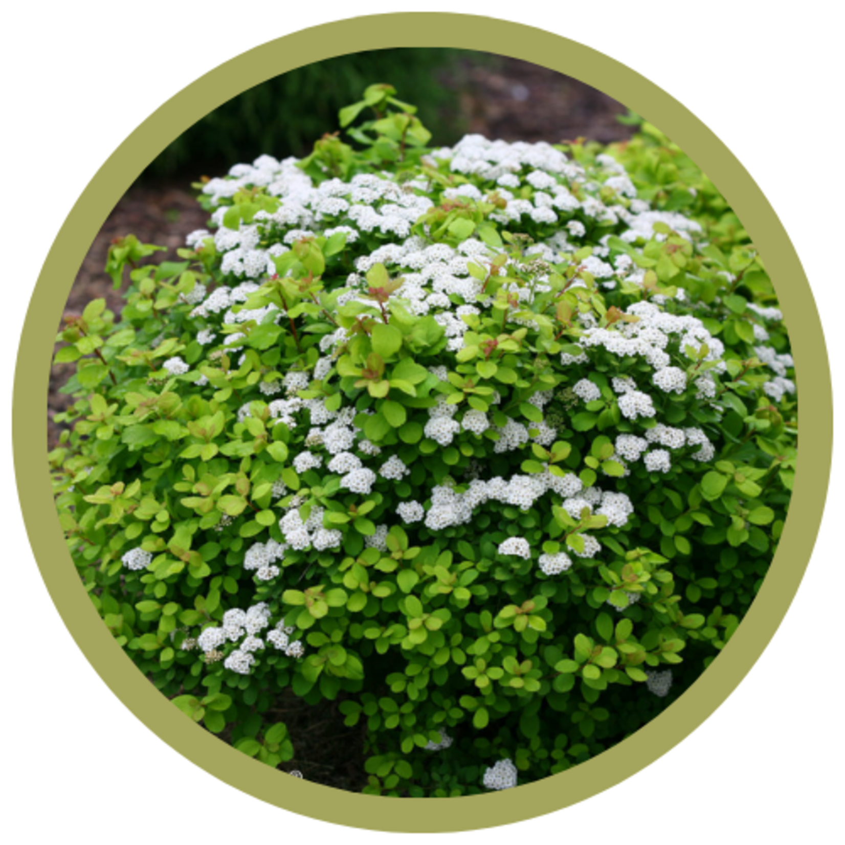 Spiraea betulifolia 'Tor Gold' Glow Girl Birchleaf Spirea