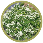 Spiraea betulifolia 'Tor' Birchleaf