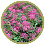 Spiraea japonica 'Anthony Waterer'