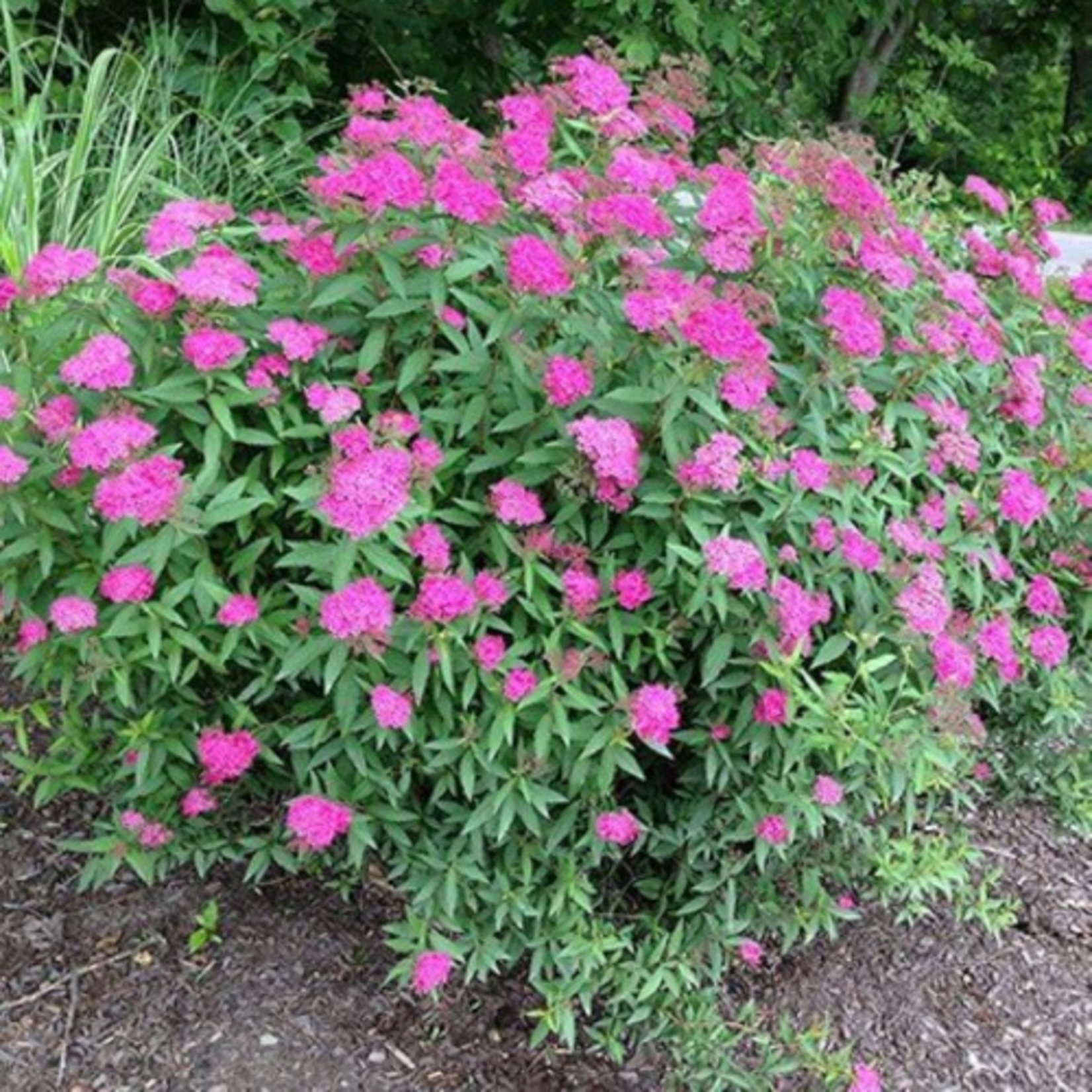 Spiraea japonica 'Anthony Waterer'