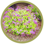 Spiraea japonica 'Gold Mound'