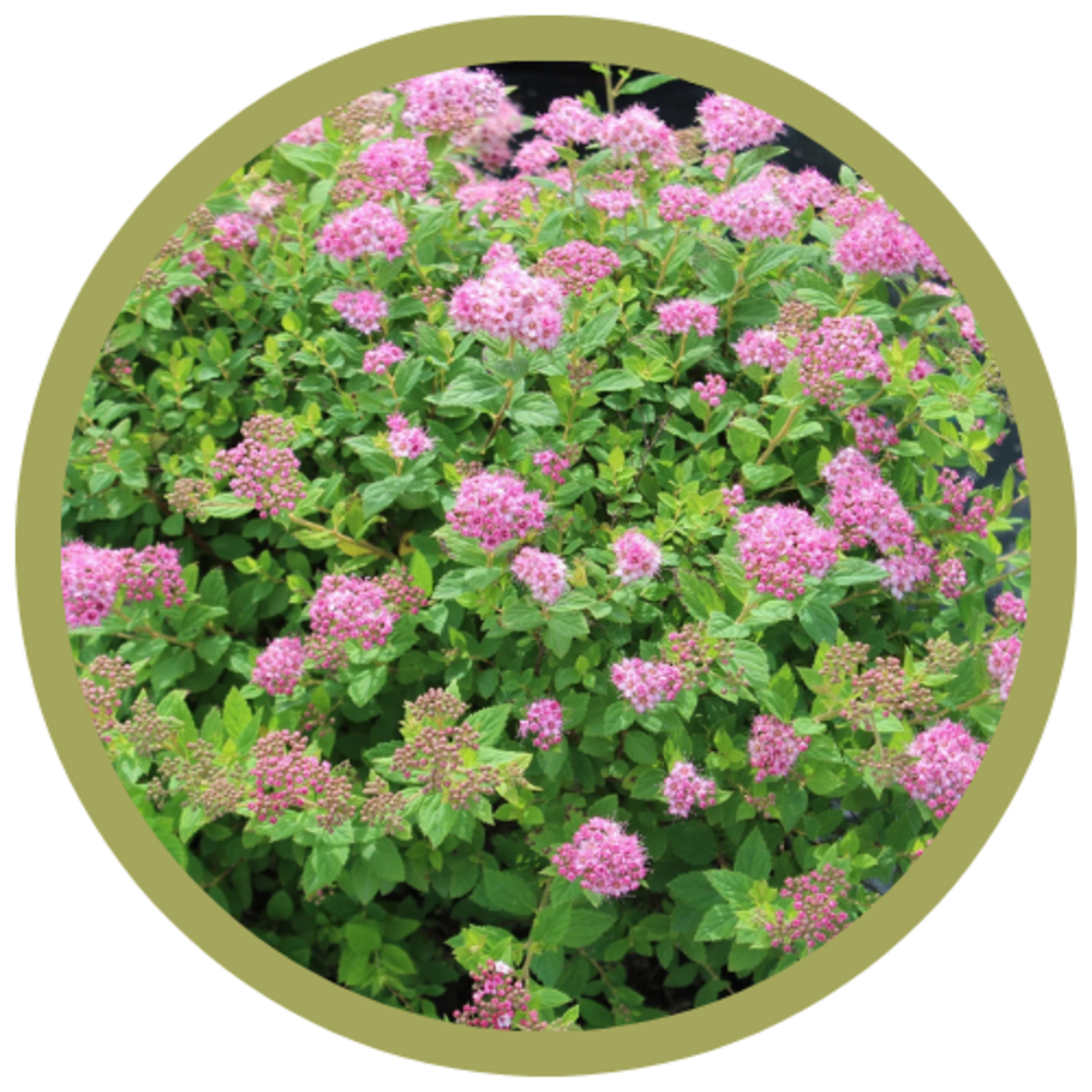 Spiraea japonica 'Little Princess'