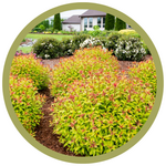 Spiraea japonica 'Matgold' Rainbow Fizz