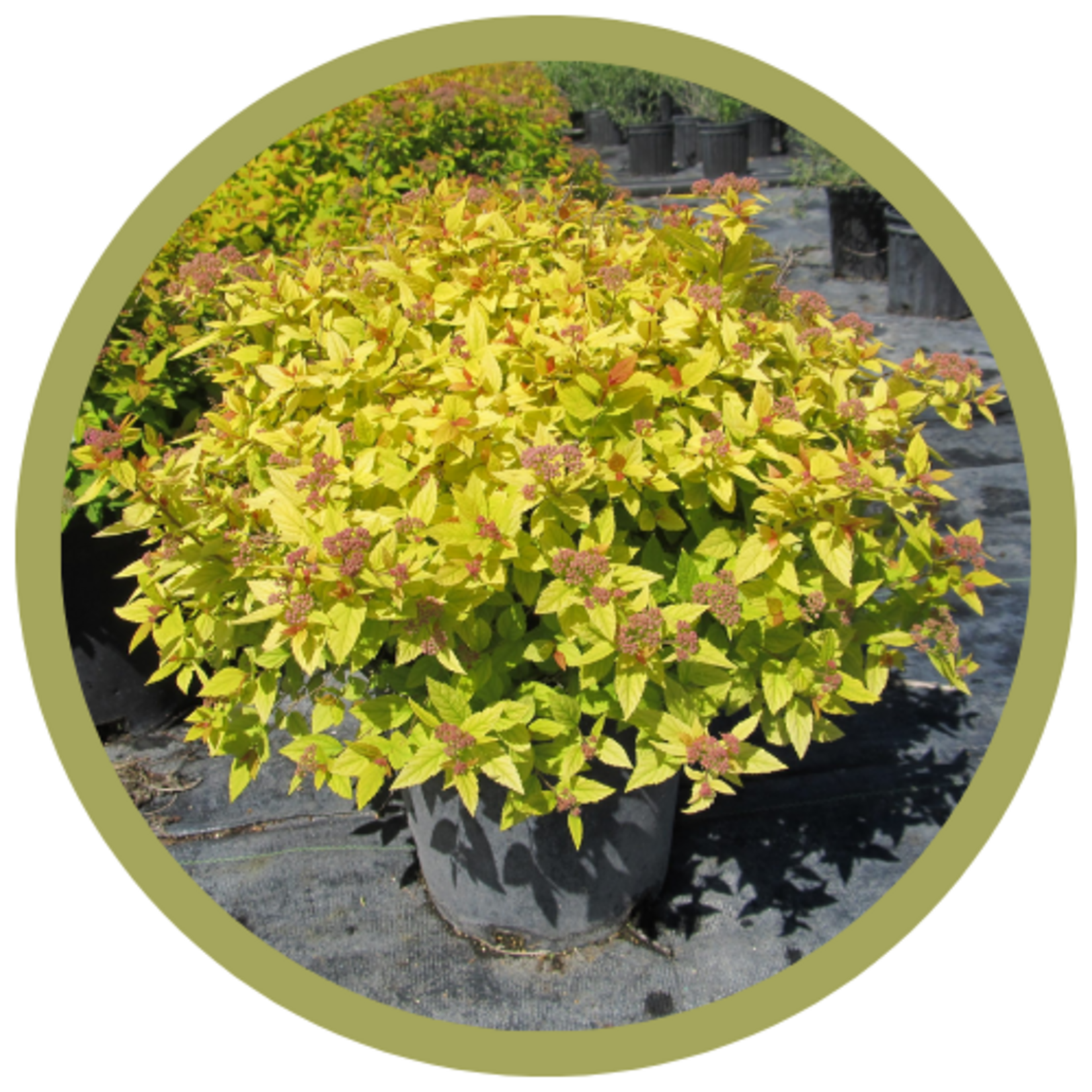 Spiraea japonica 'Mertyann' Dakota Goldcharm