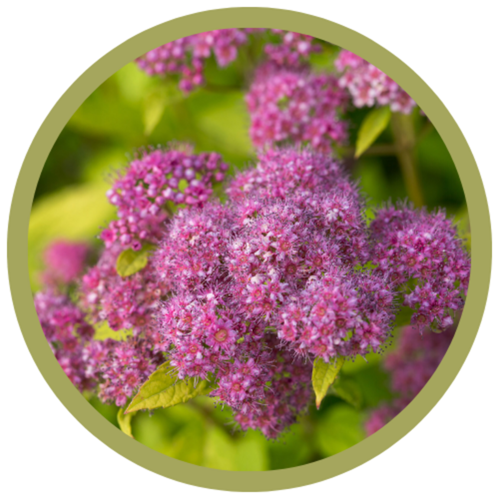 Spiraea japonica 'Minspil04' Little Spark