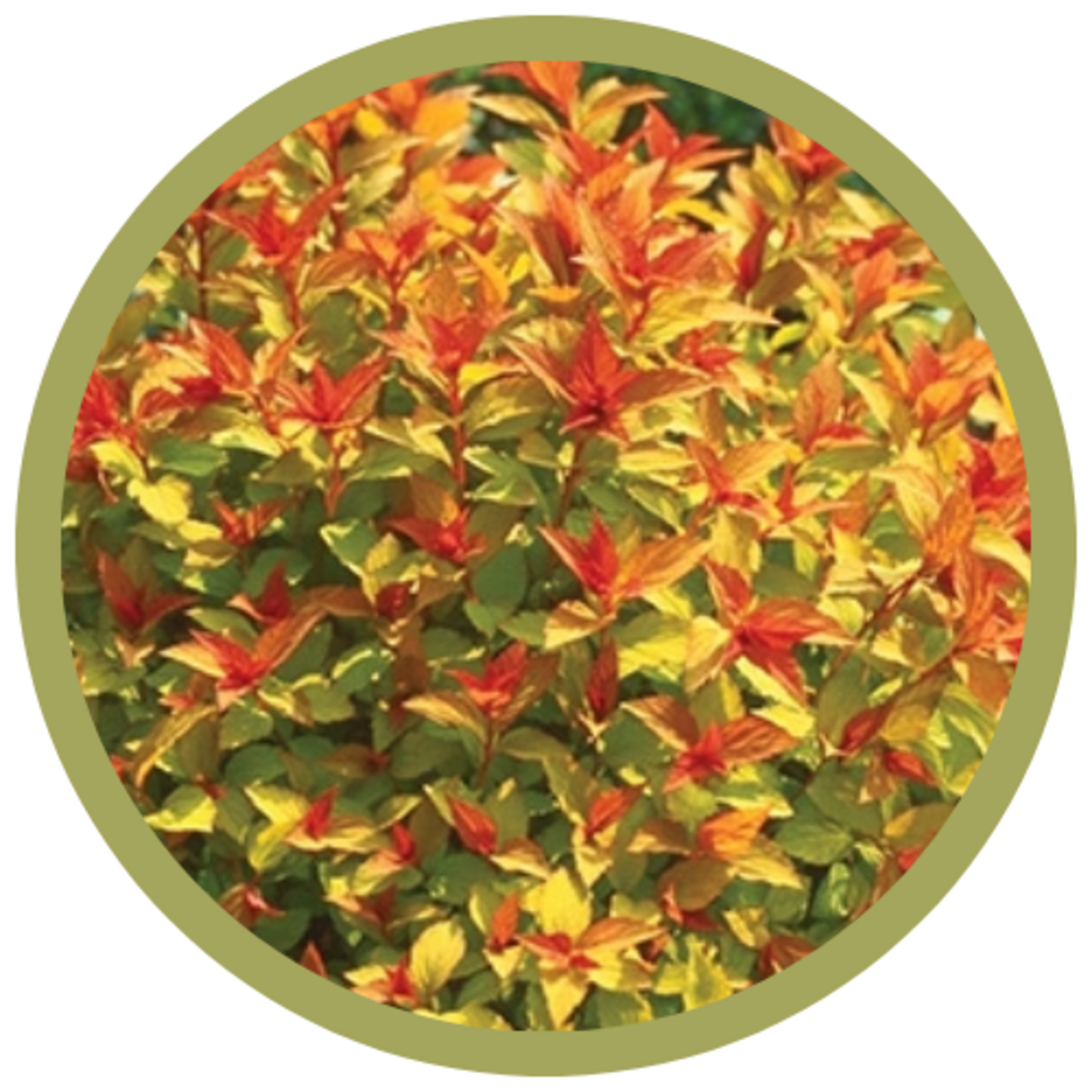 Spiraea japonica 'Walbuma' Magic Carpet