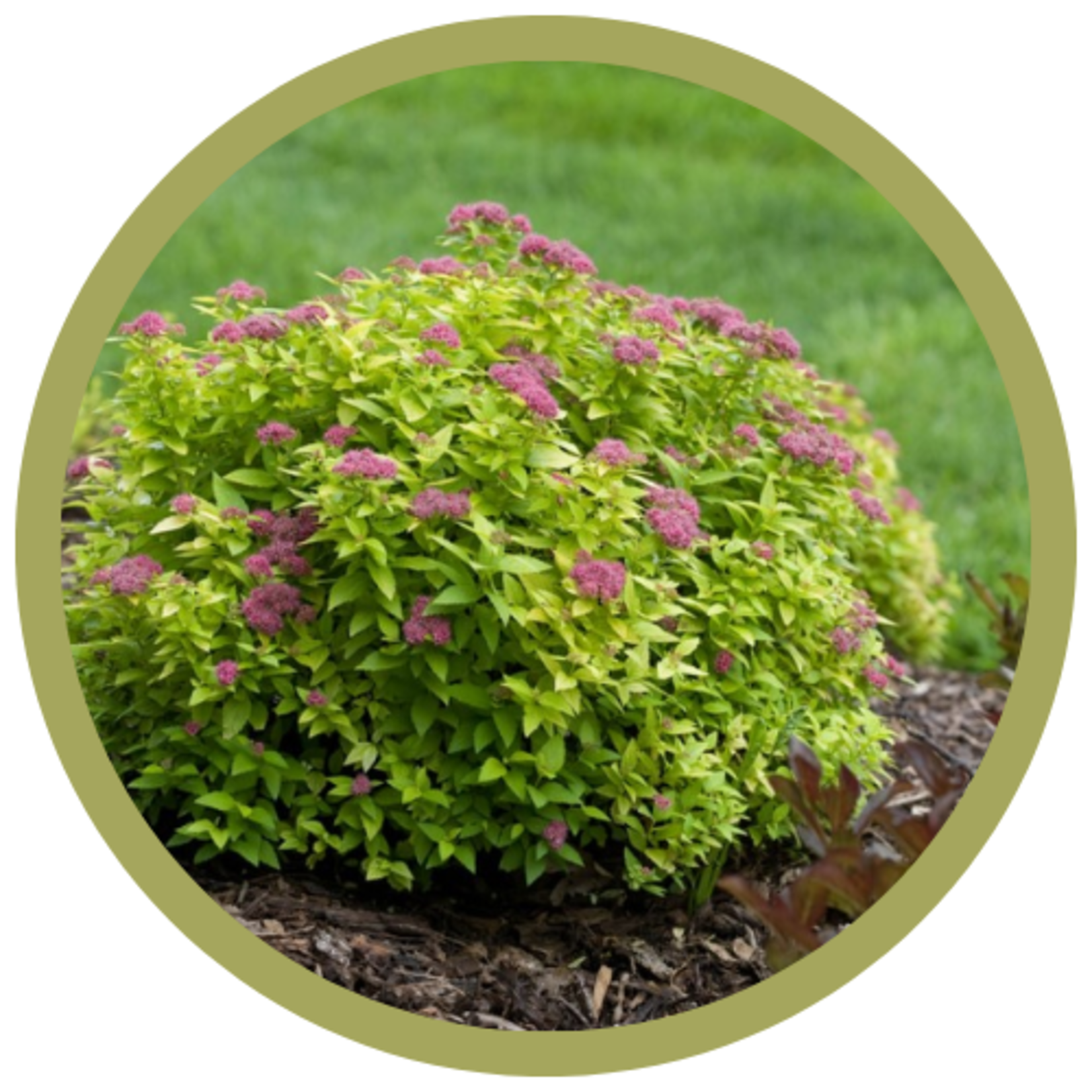 Spiraea japonica 'Yan' Double Play Gold