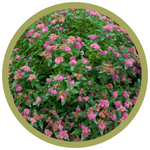 Spiraea japonica Double Play Artisan