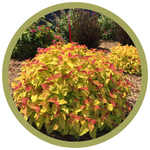 Spiraea japonica Double Play Candy Corn