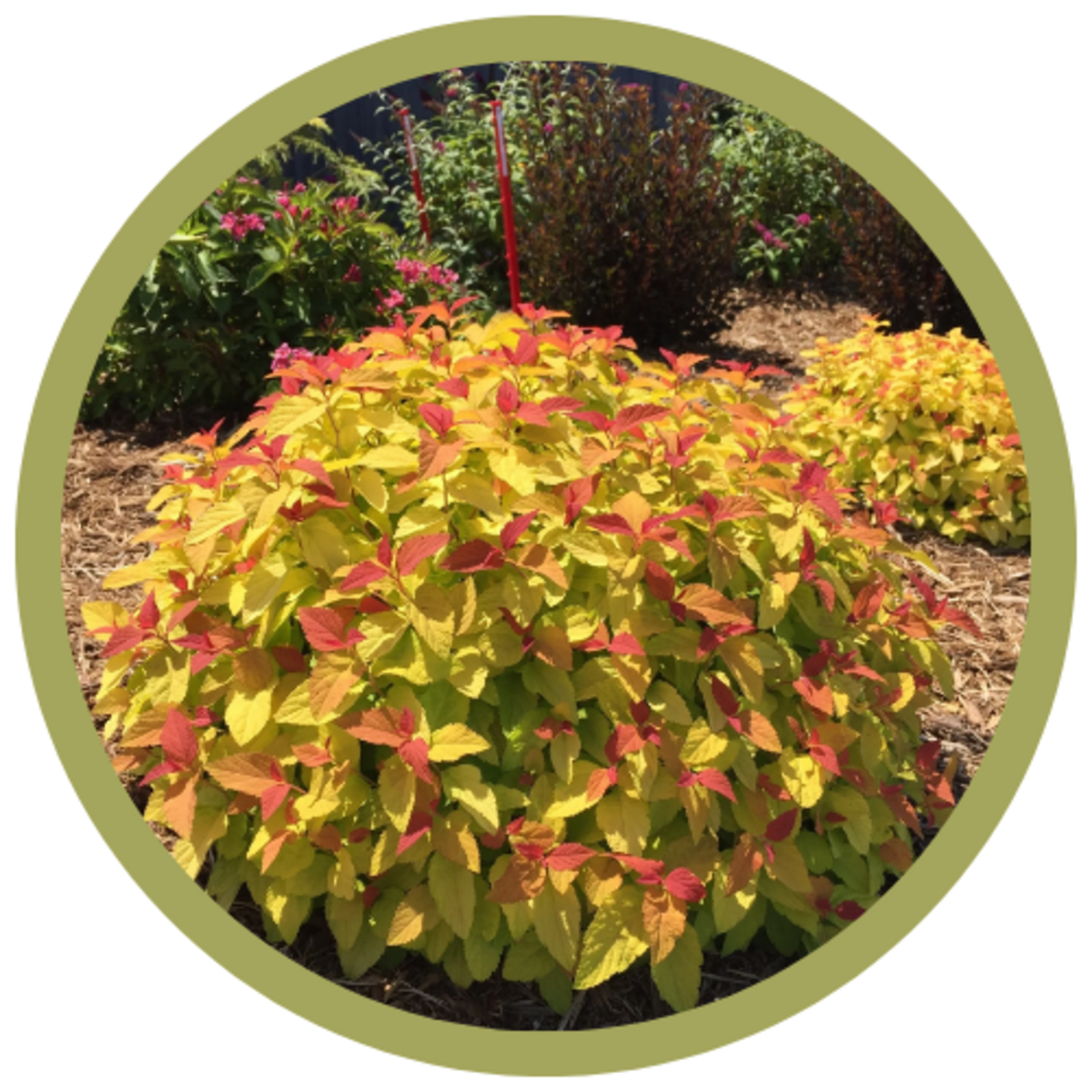 Spiraea japonica Double Play Candy Corn