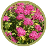 Spiraea japonica Double Play Painted Lady