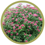 Spiraea japonica Double Play Pink