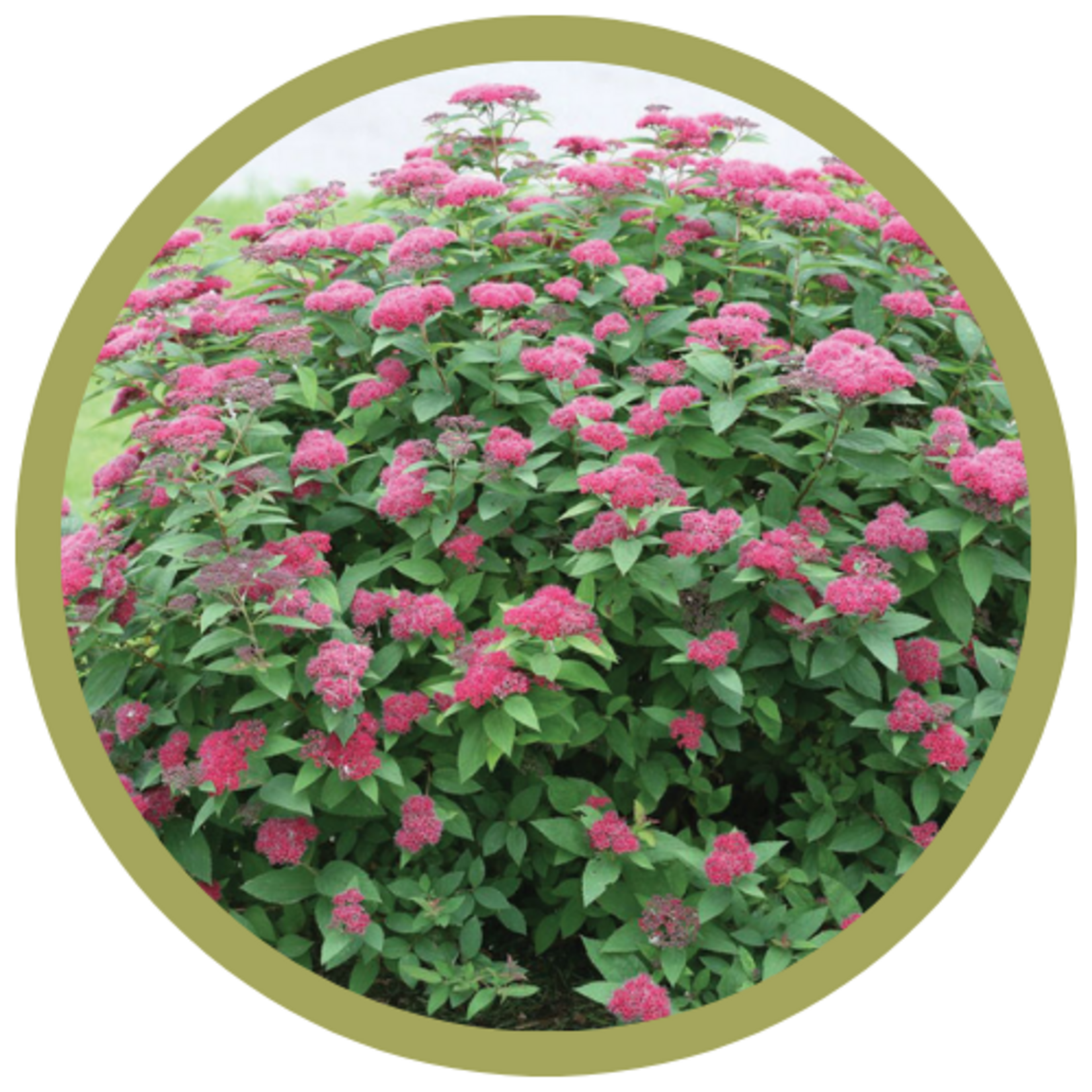 Spiraea japonica Double Play Pink