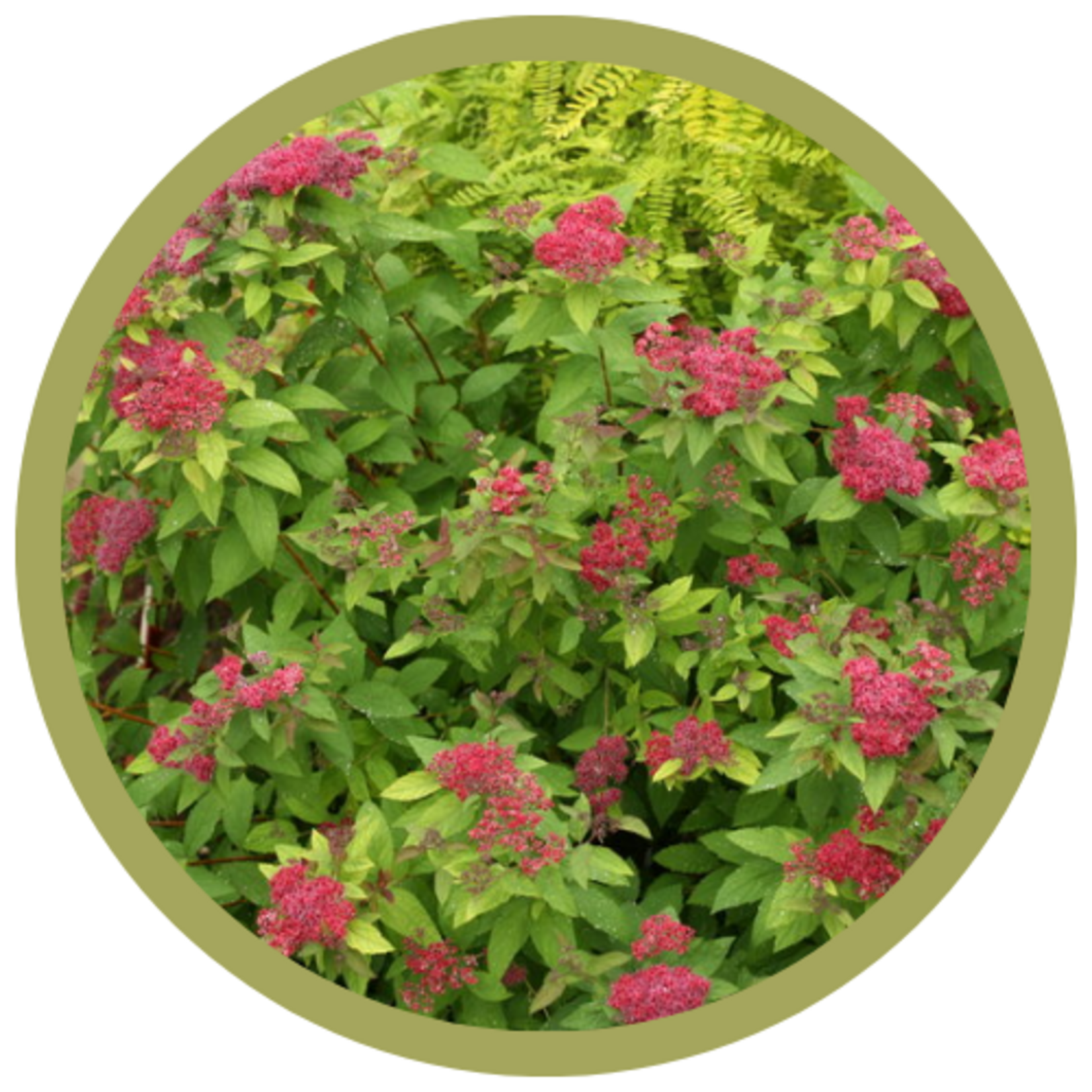 Spiraea japonica Double Play Red