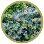 Spiraea media 'SMSMBK' Double Play Blue Kazoo
