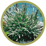 Spiraea nipponica 'Snowmound'
