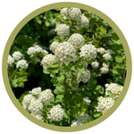 Spiraea trilobata 'Threelobe'