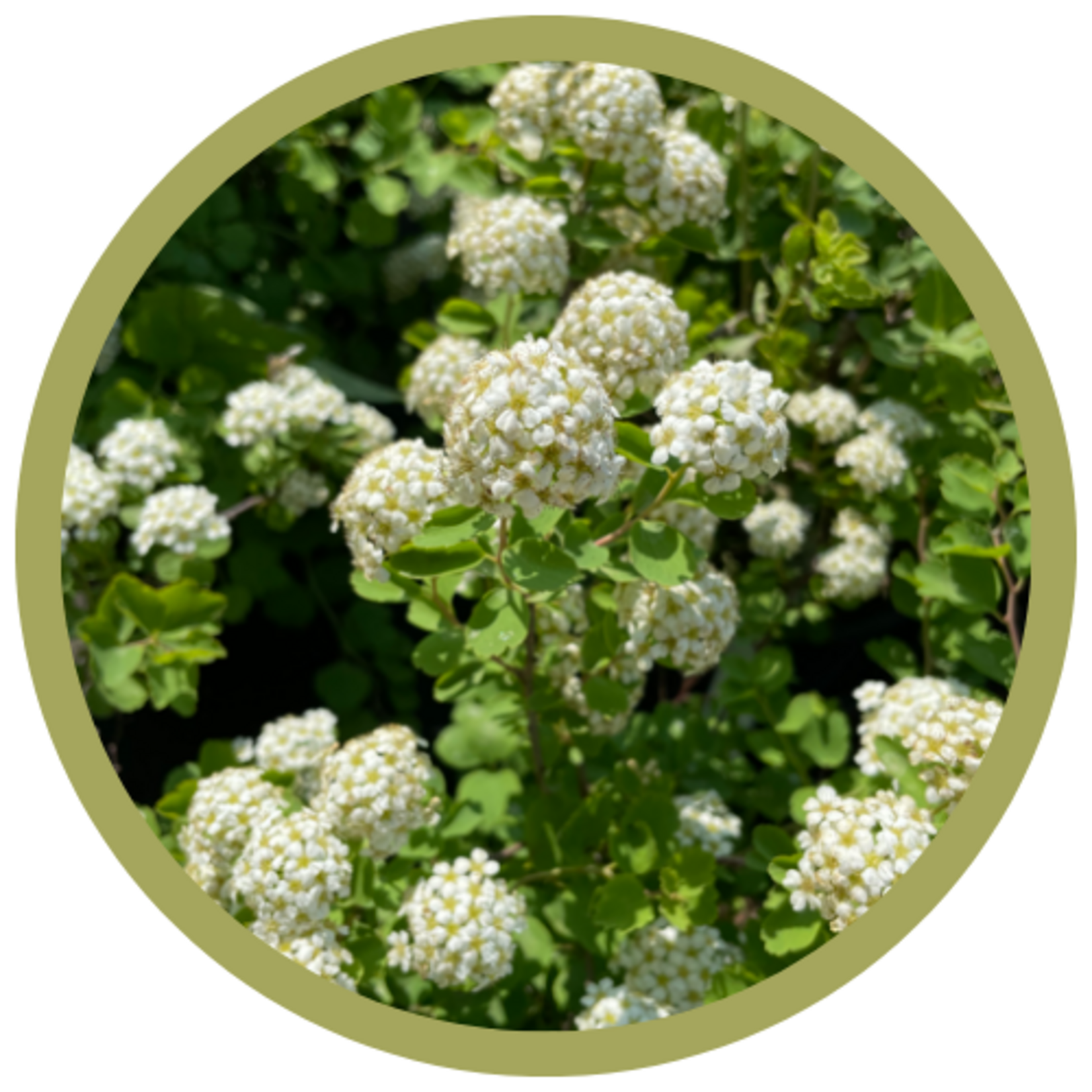 Spiraea trilobata 'Threelobe'