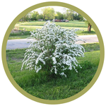 Spiraea van houtei 'Bridal-wreath'