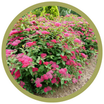 Spiraea x 'NCSX2' Double Play Doozie