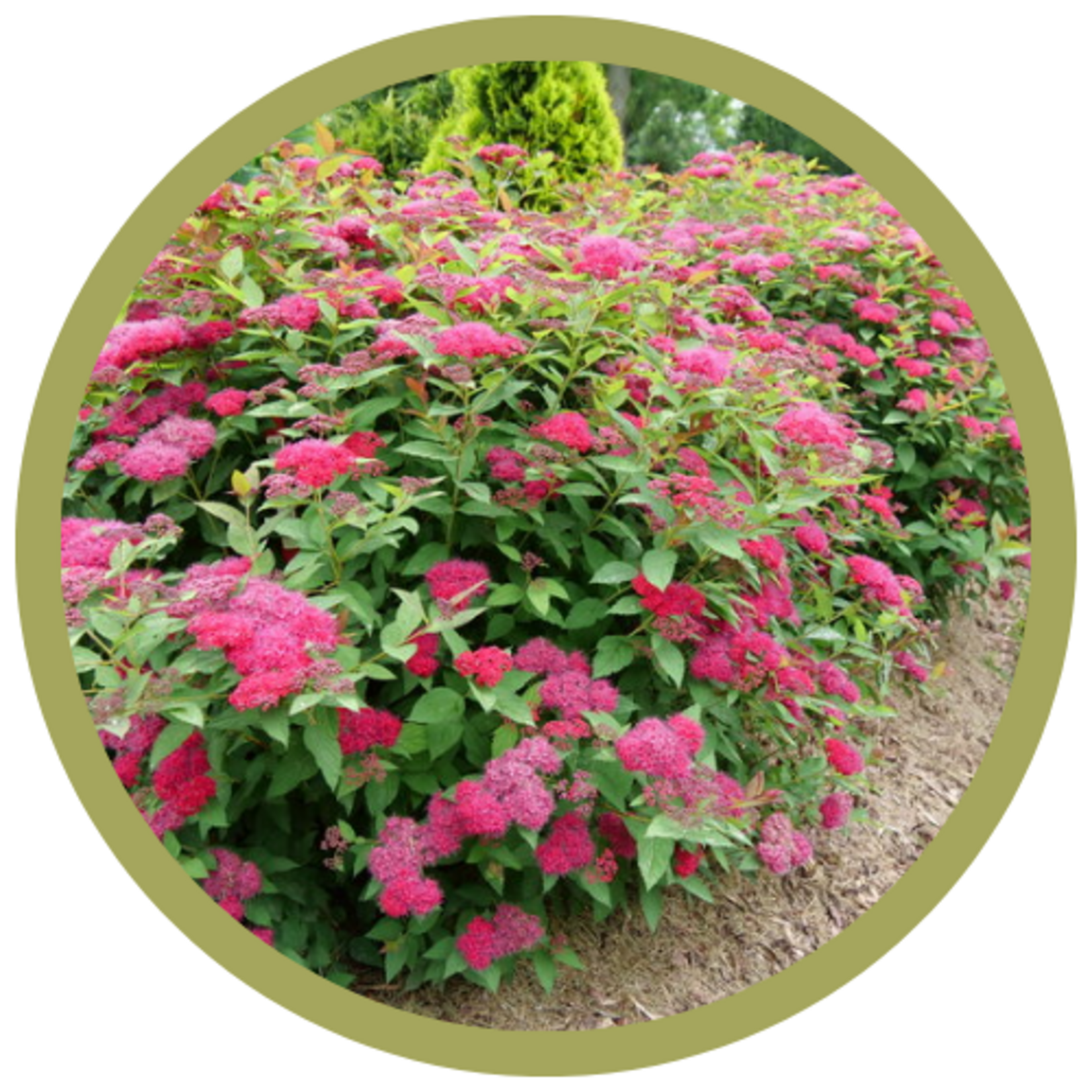 Spiraea x 'NCSX2' Double Play Doozie