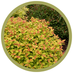 Spiraea x 'Tracy' Double Play Big Bang