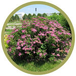 Spiraea x bumalda 'Denistar' Superstar