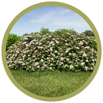 Spiraea x bumalda 'Spot On'