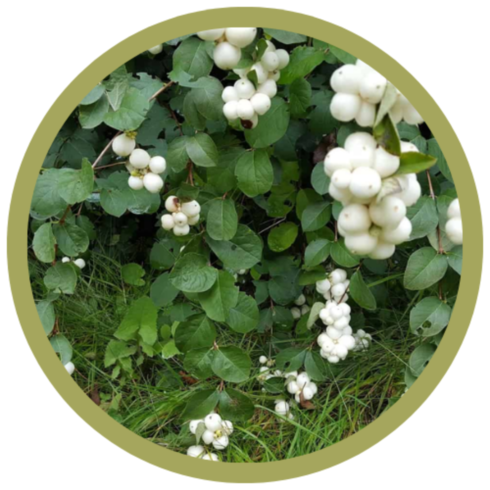 Symphoricarpos albus White Snowberry