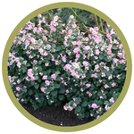 Symphoricarpos sp. 'Kolmpica' Pinky Promise Snowberry