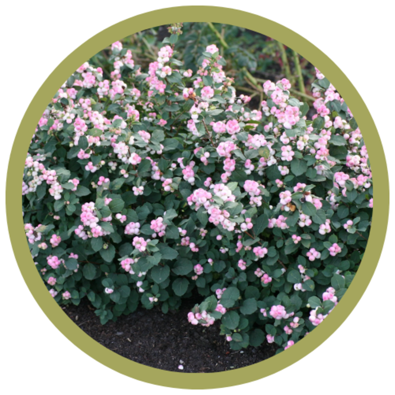 Symphoricarpos sp. 'Kolmpica' Pinky Promise Snowberry