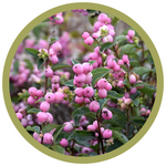 Symphoricarpos x doorenbosii 'Kolmcan' Candy Coralberry