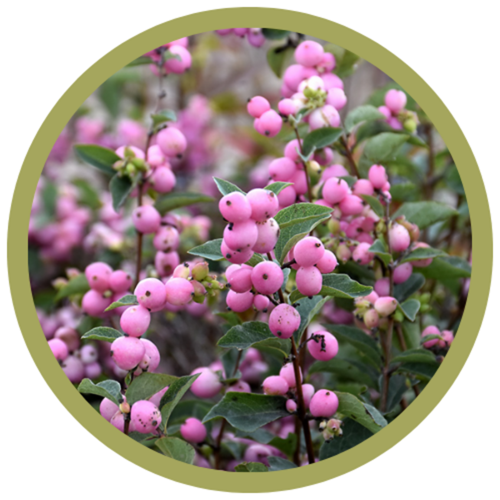 Symphoricarpos x doorenbosii 'Kolmcan' Candy Coralberry