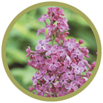 Syringa hyacinthflora 'Pocahontas' Lilac
