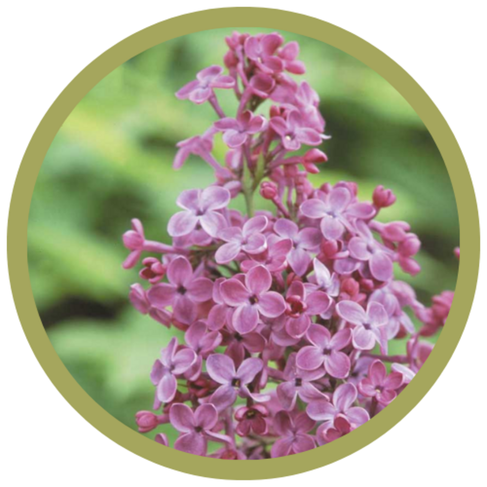 Syringa hyacinthflora 'Pocahontas' Lilac