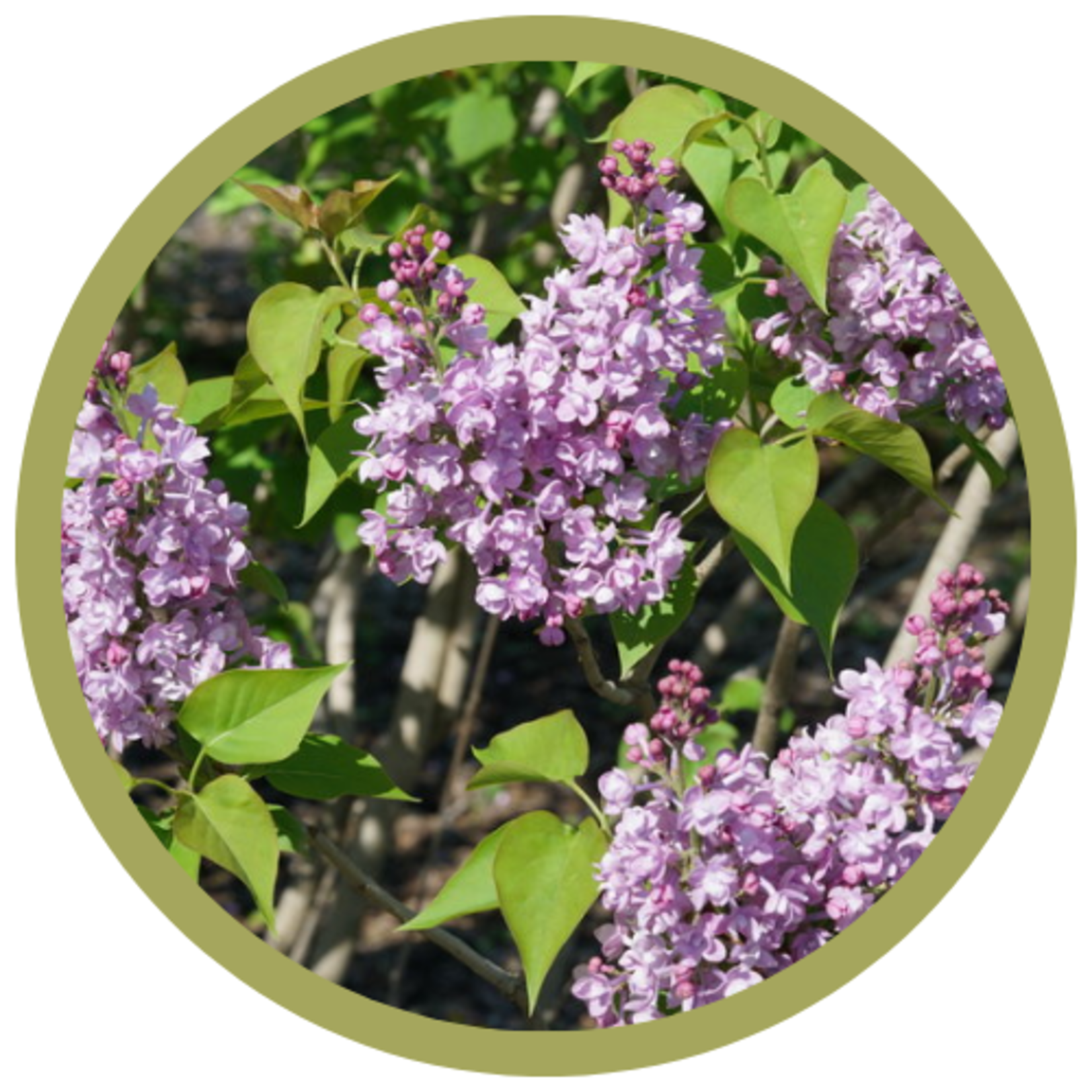 Syringa hyacinthflora 'Scentara' Double Blue Lilac