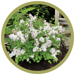 Syringa meyeri 'JDB123WHITEHOUSE' Pearl Potion Lilac