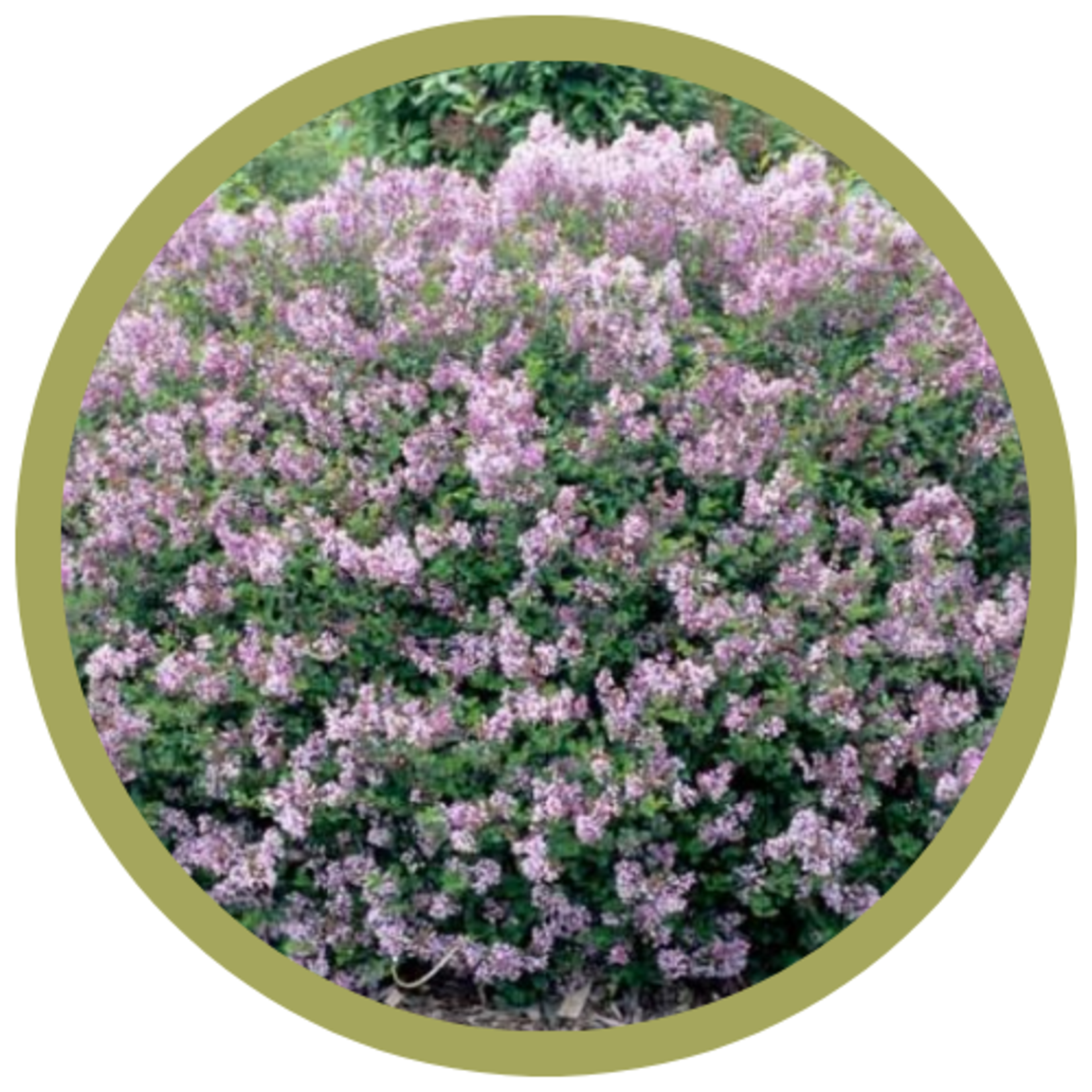 Syringa meyeri 'Palibin' Dwarf Korean Lilac